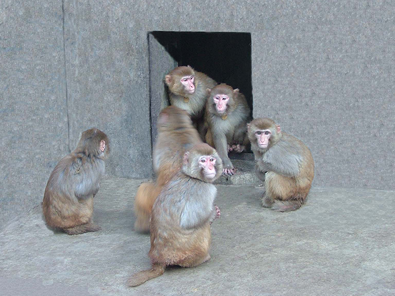 实验猴