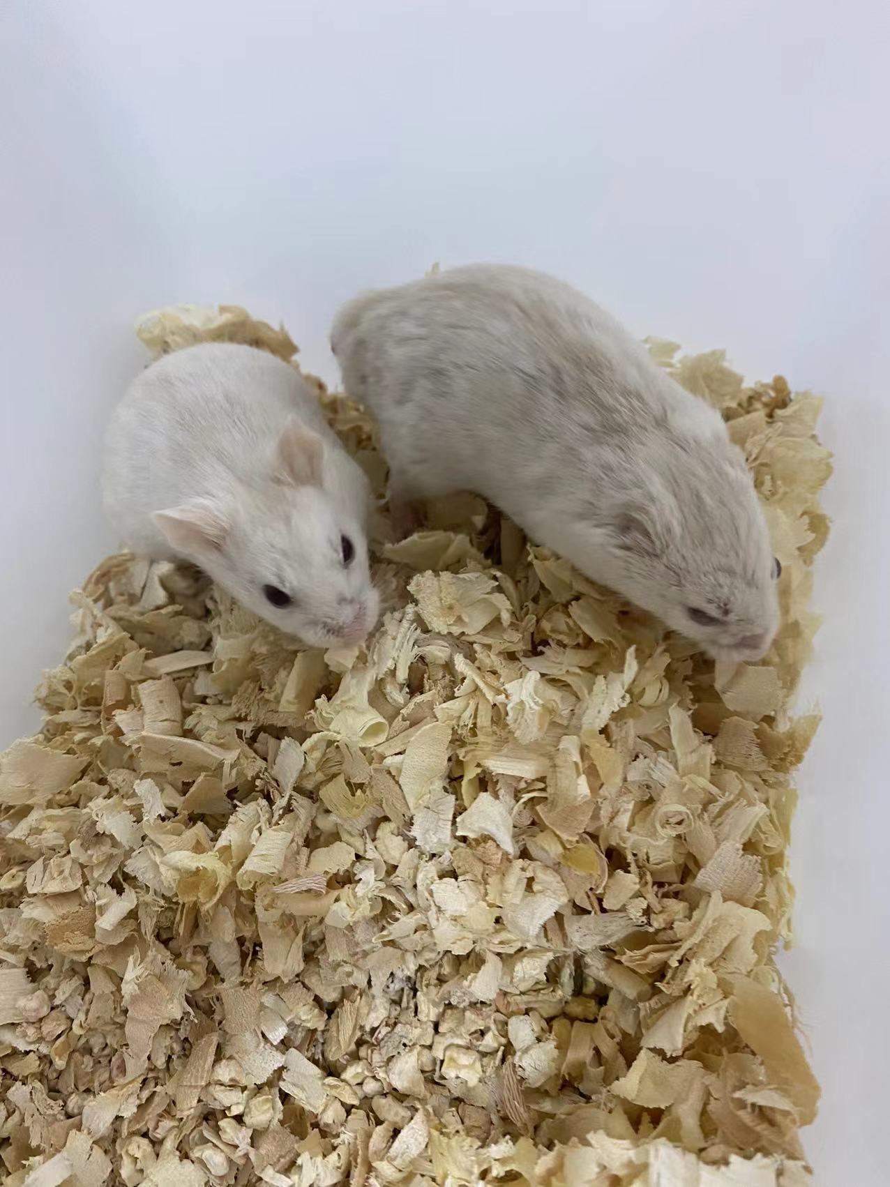 白化黑线仓鼠