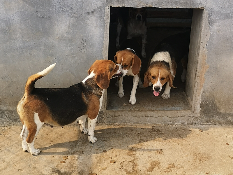 比格犬