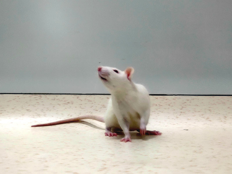 Sprague dawley Rats (SD大鼠)