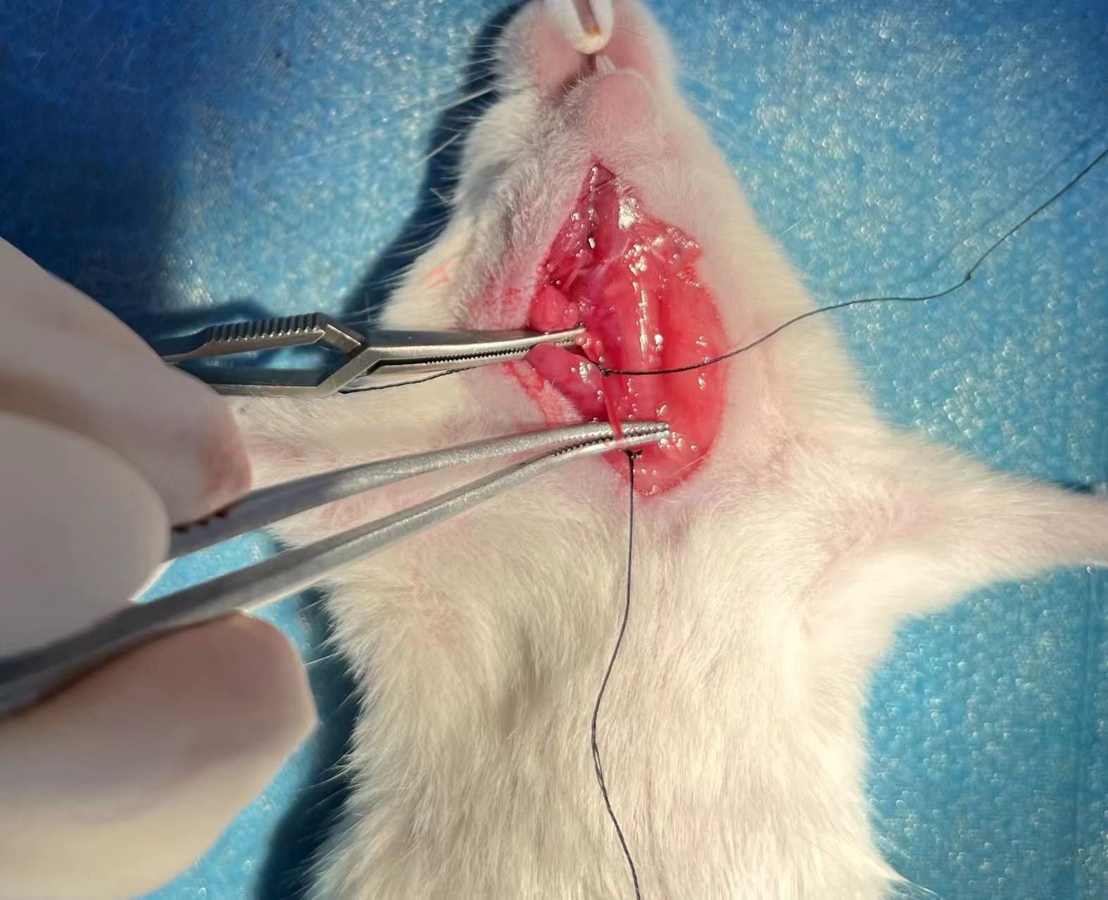 脑中动脉阻塞（Middle Cerebral Artery Occlusion，MCAO）模型