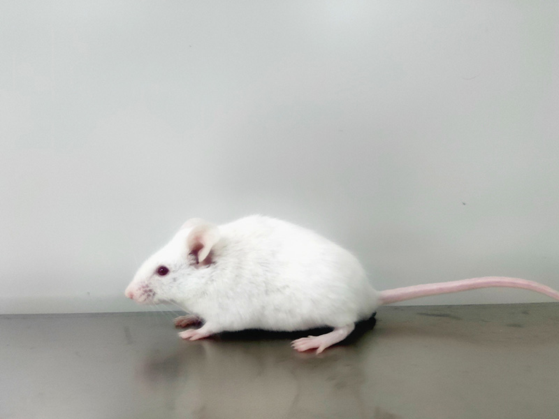 大小鼠