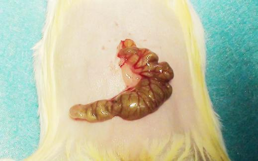 盲肠结扎穿孔术（Cecum Ligation And Puncture,CLP）脓毒血症模型