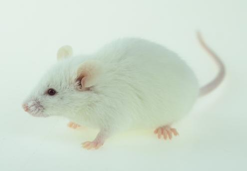 FVB Mice（FVB小鼠）