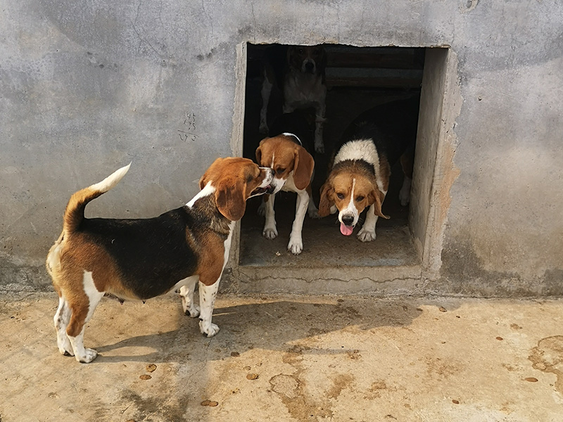 比格犬