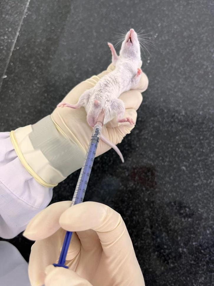 腹腔注射