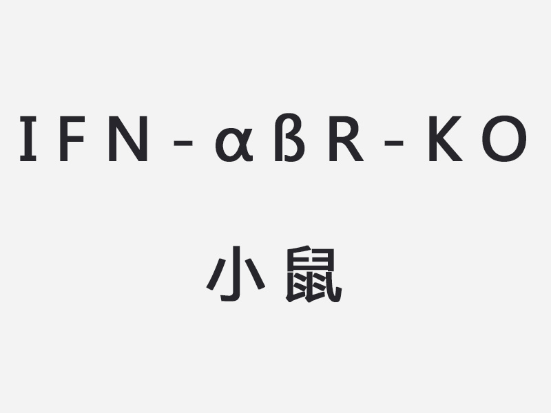 IFN-ɑßR-KO小鼠
