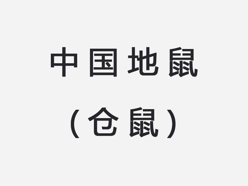 中国地鼠(仓鼠)