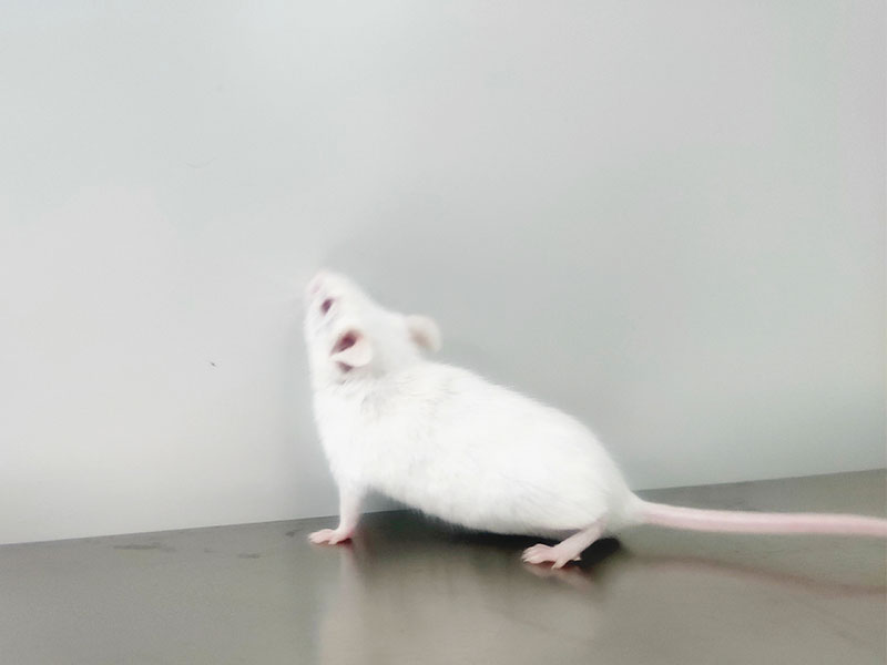 KM Mice（昆明小鼠）