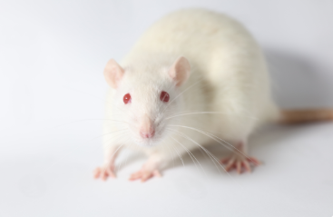 Wistar Rats（Wistar大鼠）