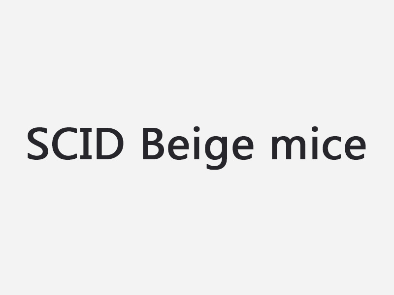 SCID beige mice（SCIE BEIGE 小鼠）